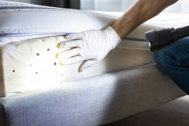 Best Flea Control Services  in Santa Clara, NM