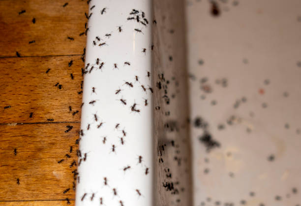 Best Affordable Pest Control Services  in Santa Clara, NM