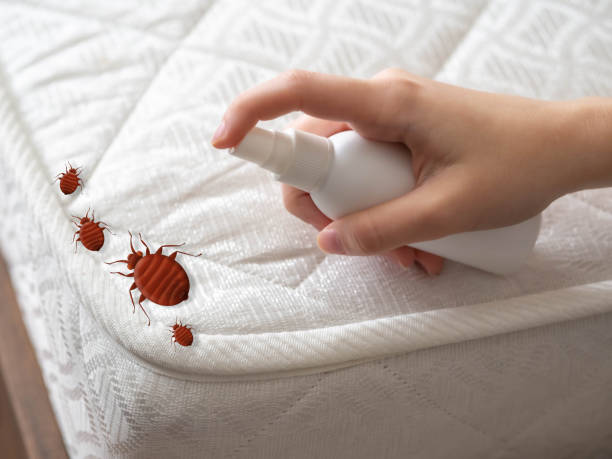Trusted Santa Clara, NM Pest Control Experts